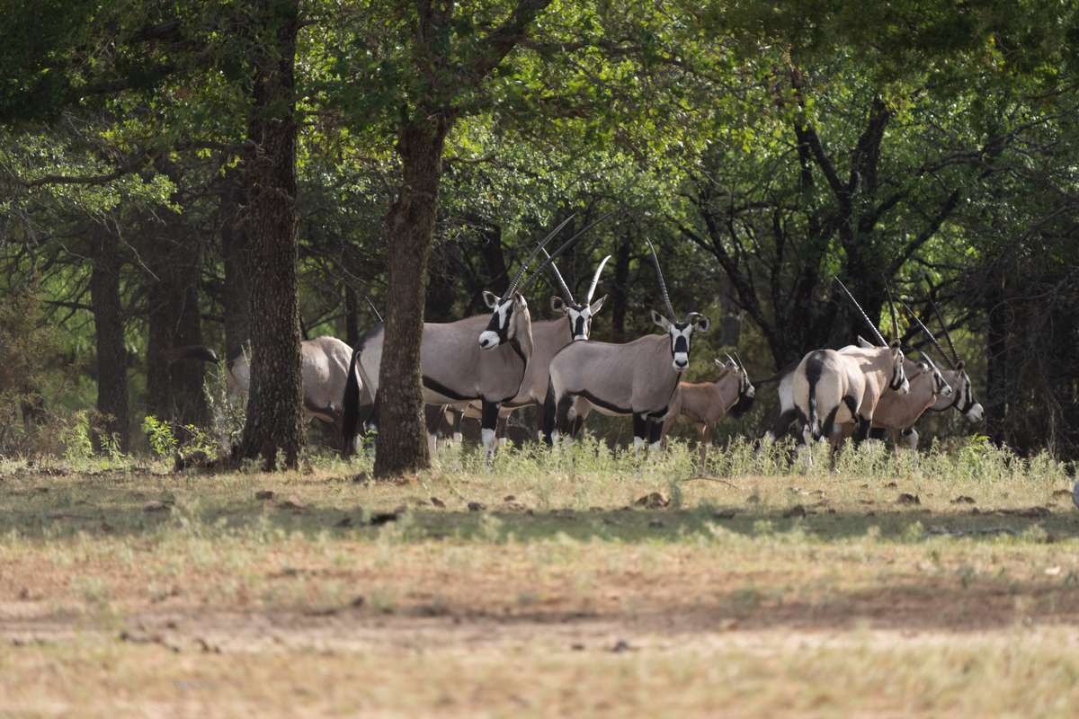 Gemsbok in Texas