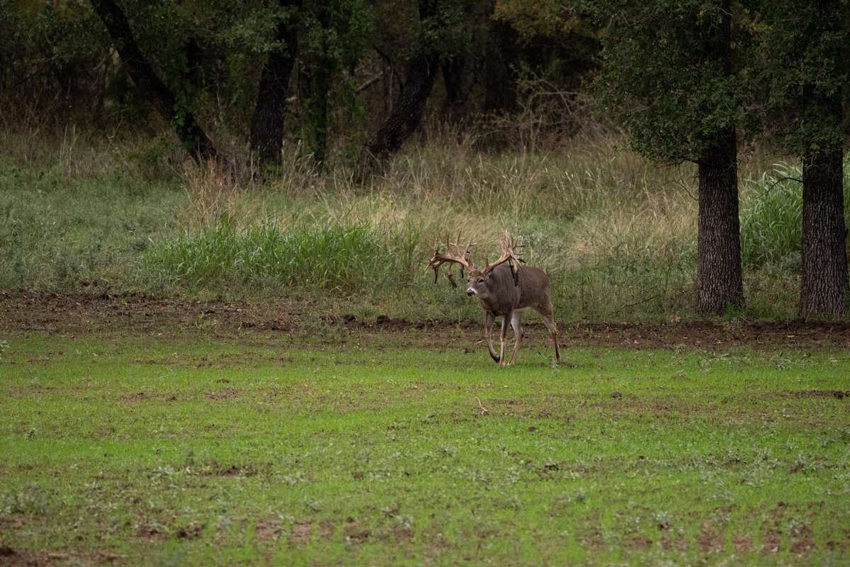 Monster Whitetail Deer