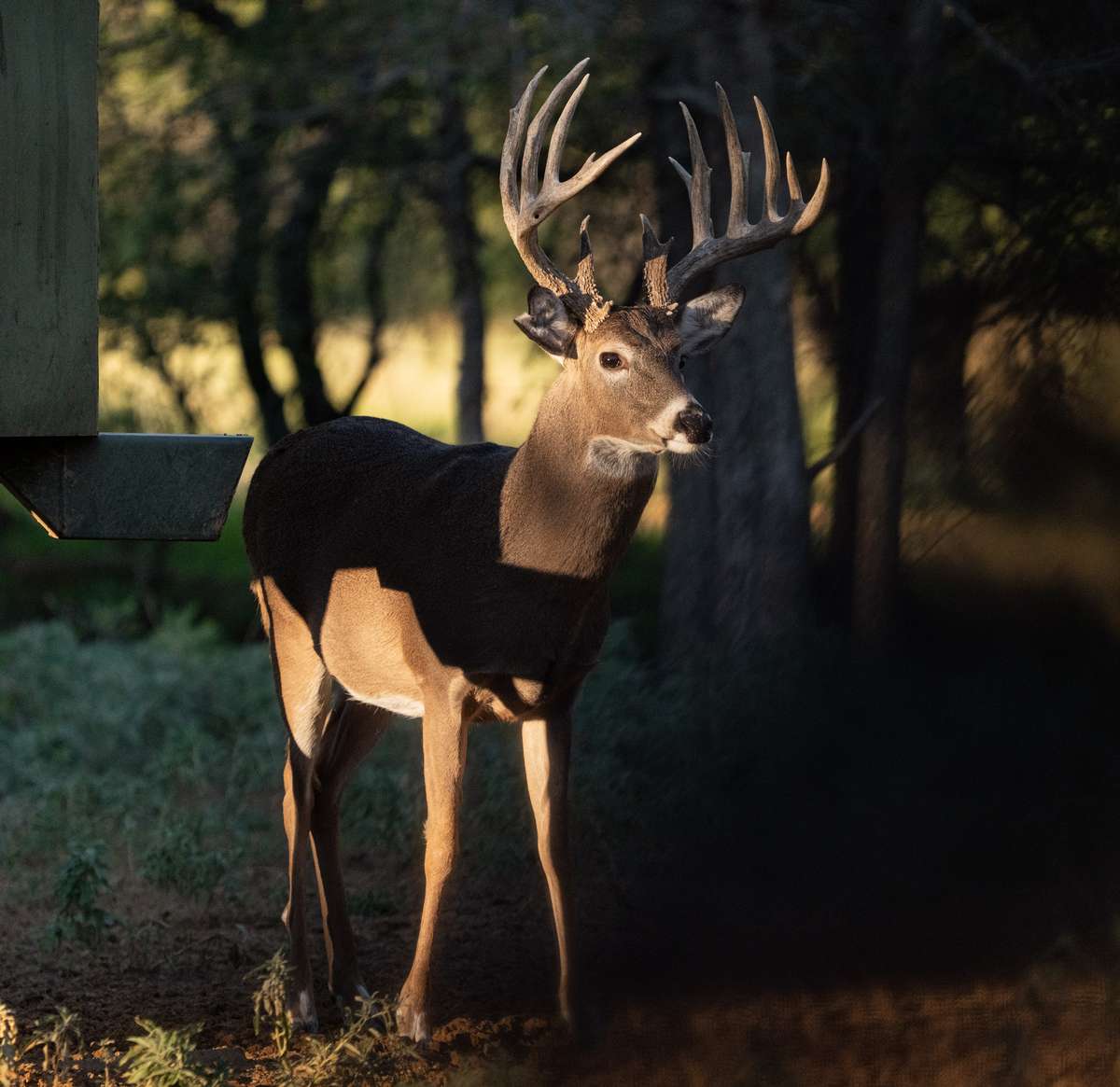 Trophy Whitetail Deer