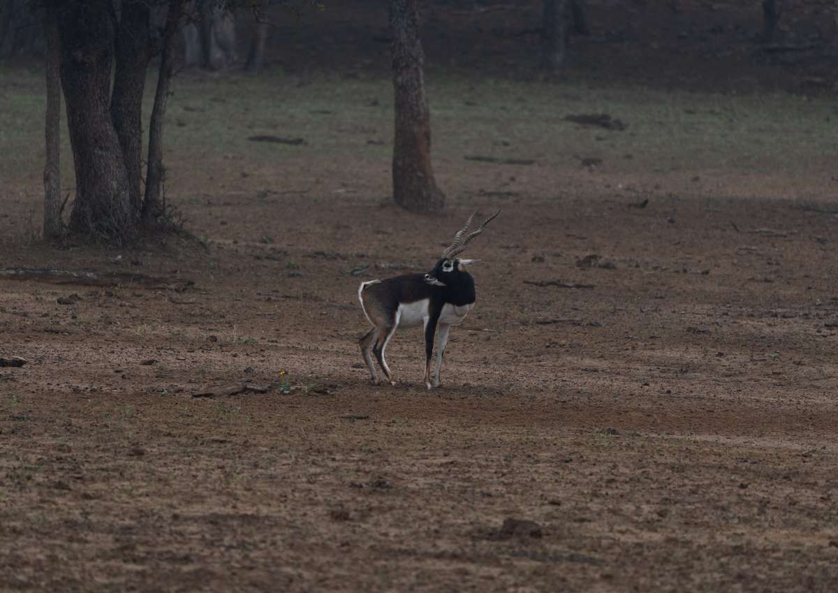 Blackbuck in Texas