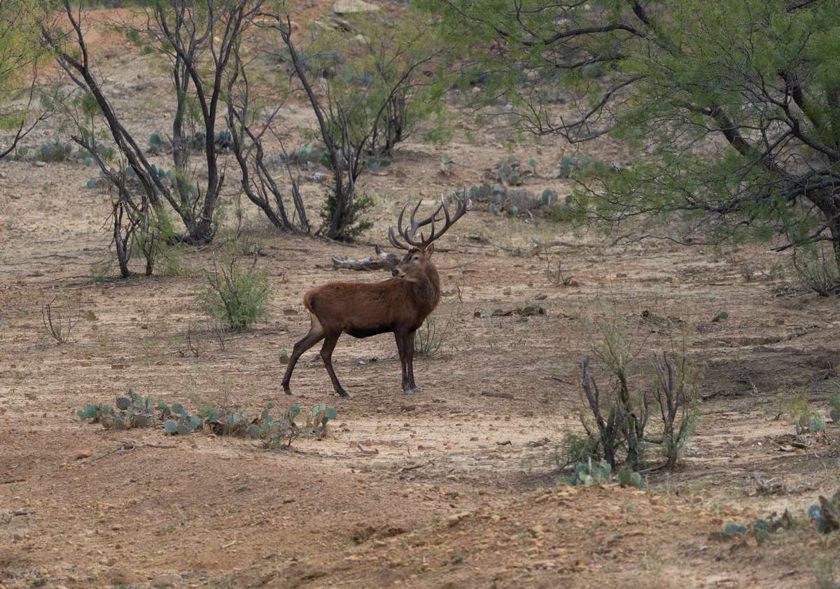 Red Stag in Texas