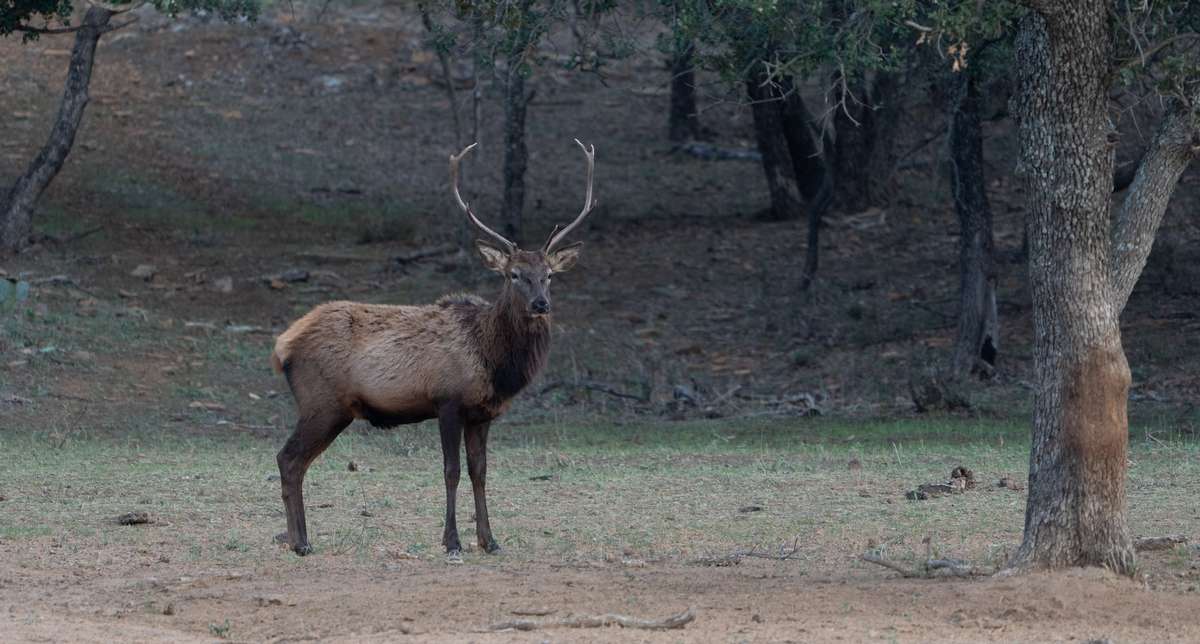 Elk in Texas