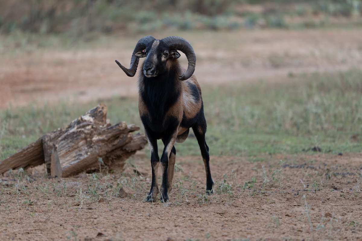 Black Hawaiian Sheep in Texas