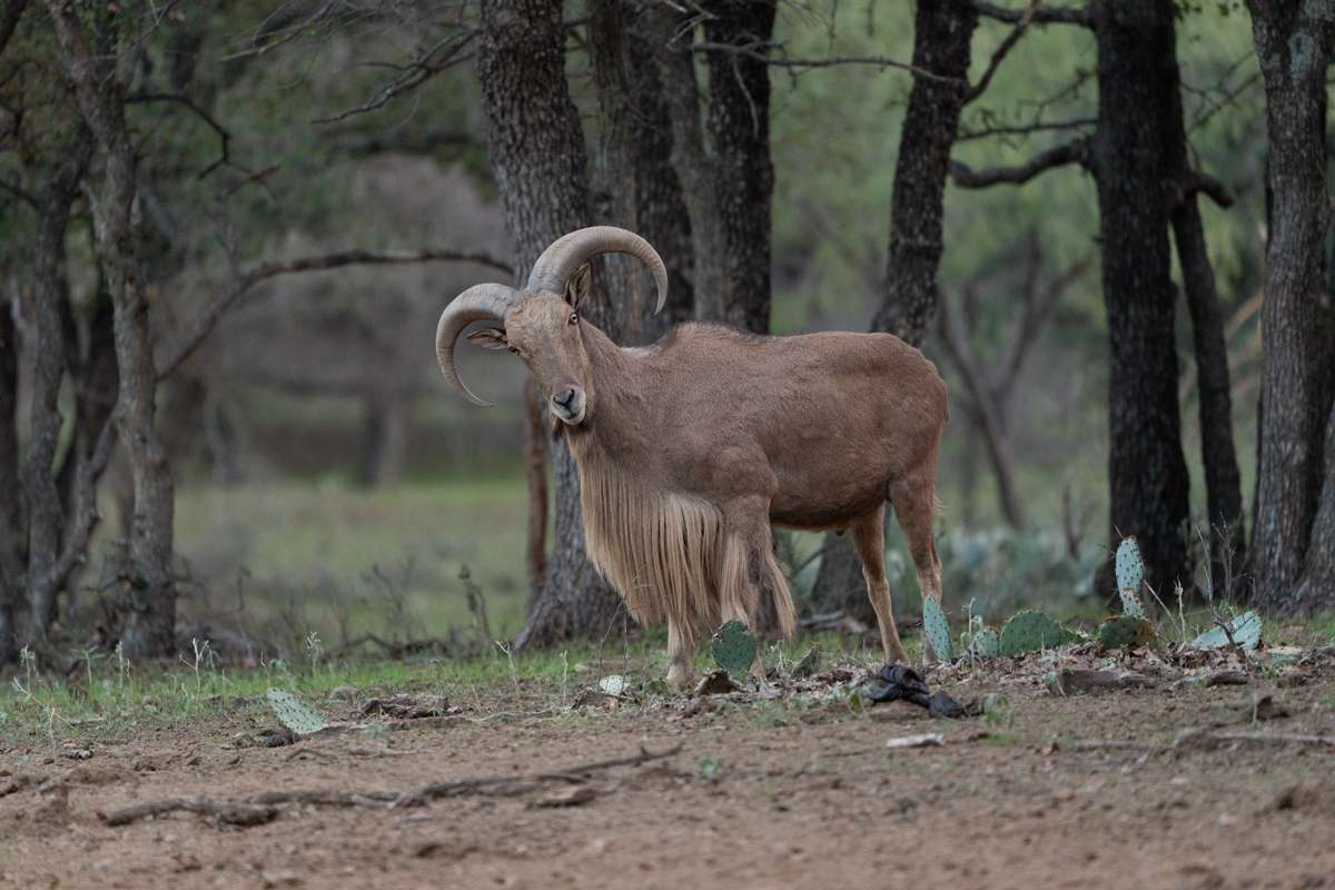 Aoudad in Texas