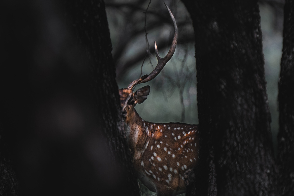 Axis Deer in Texas