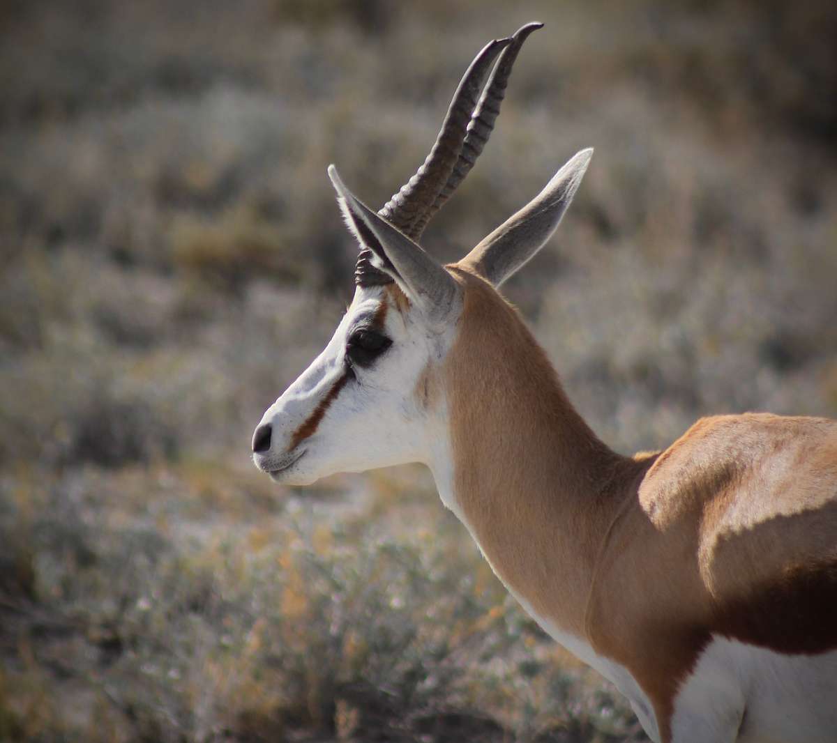 Springbok in Texas