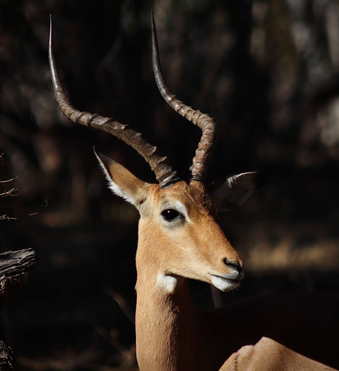 Impala in Texas