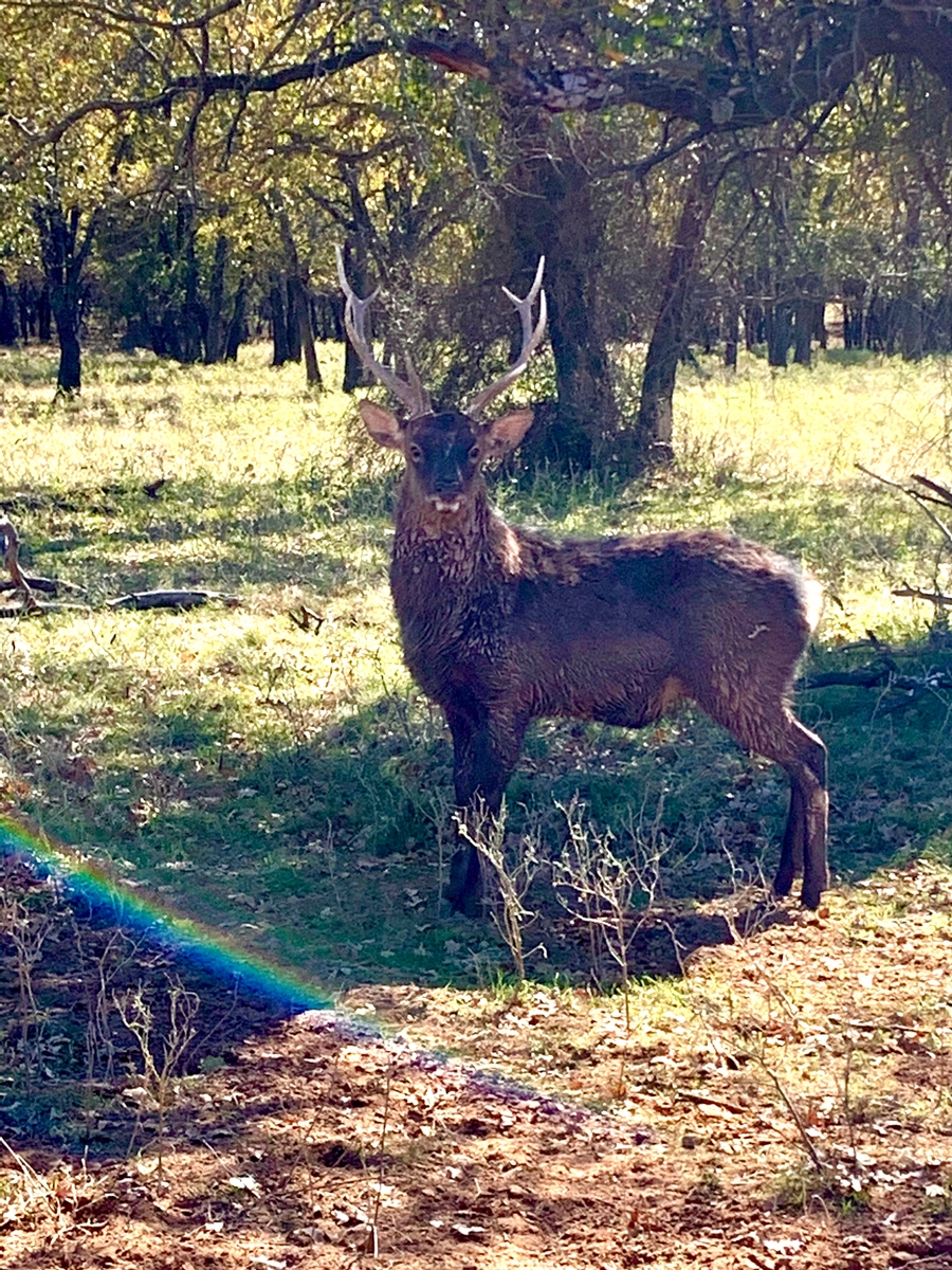 Sika Deer in Texas