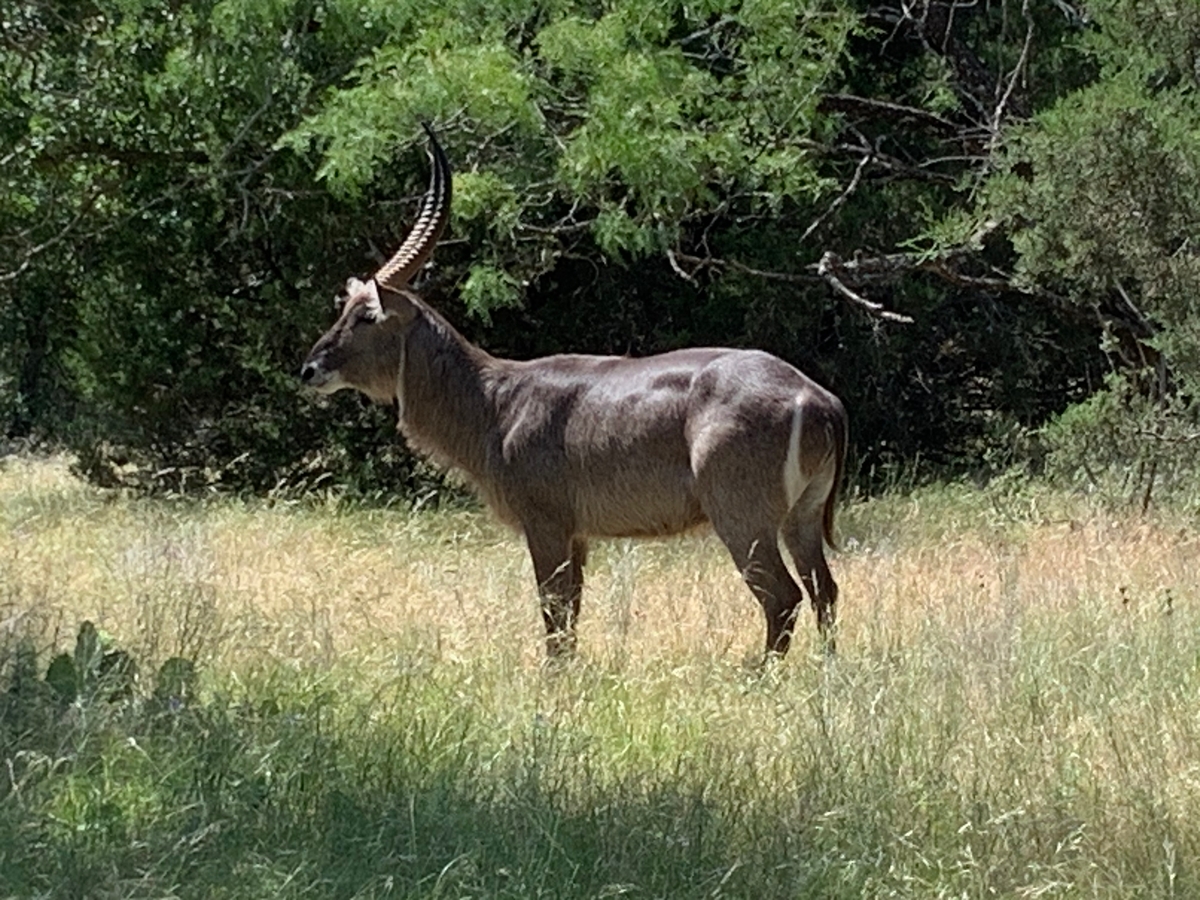 Waterbuck in Texas