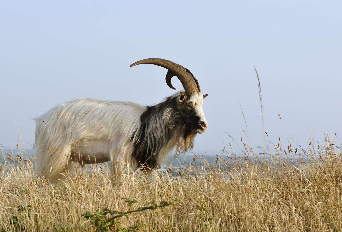 Catalina Goat in Texas