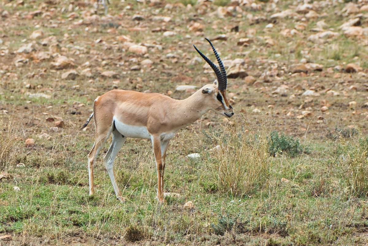 Grant's Gazelle in Texas