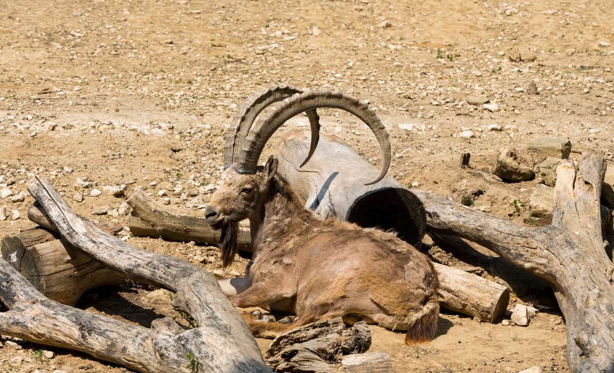 Ibex in Texas