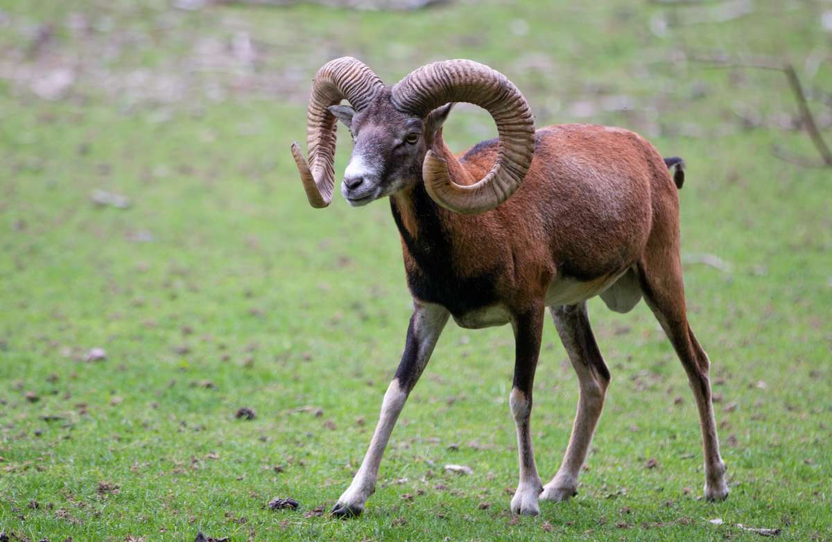 Mouflon in Texas