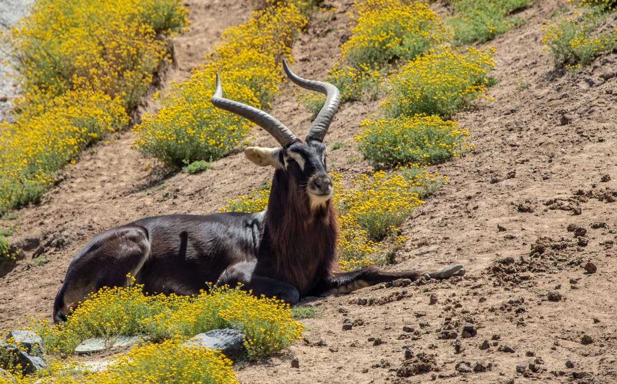 Nile Lechwe in Texas