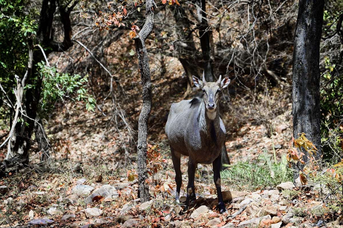 Nilgai in Texas