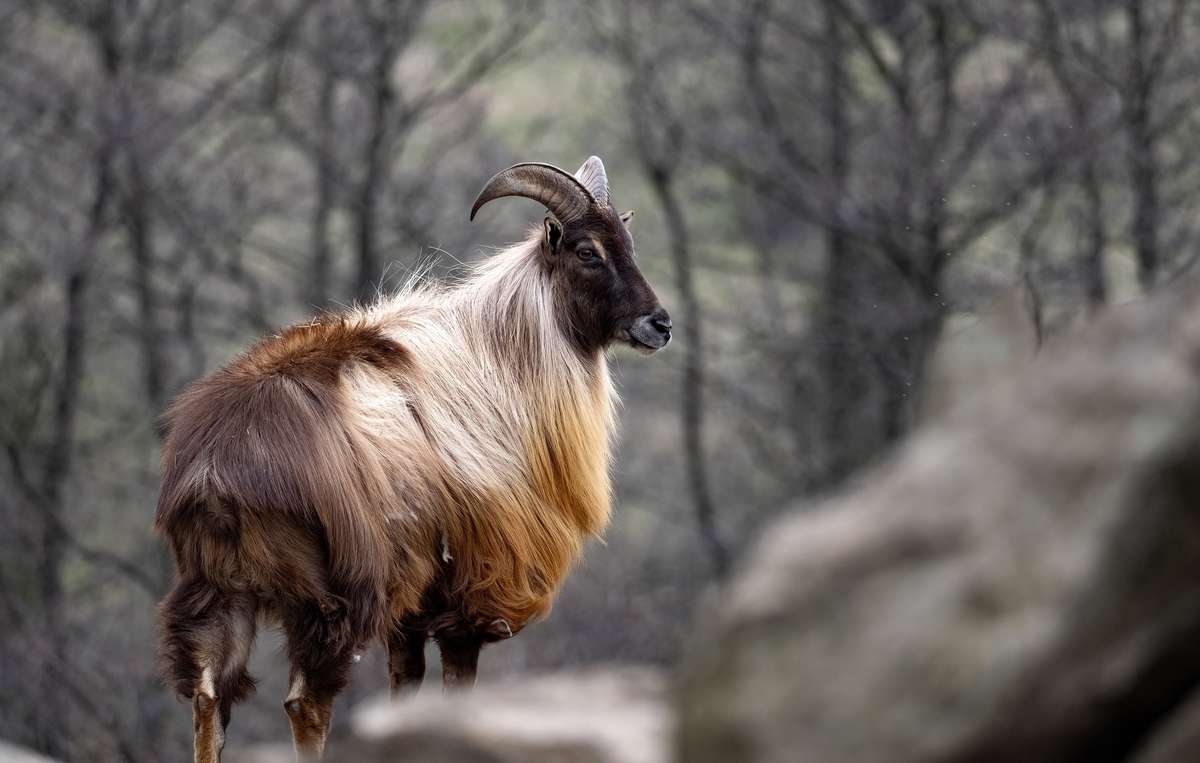 Himalayan Tahr in Texas