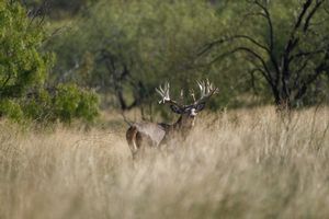 Whitetail Deer Hunting