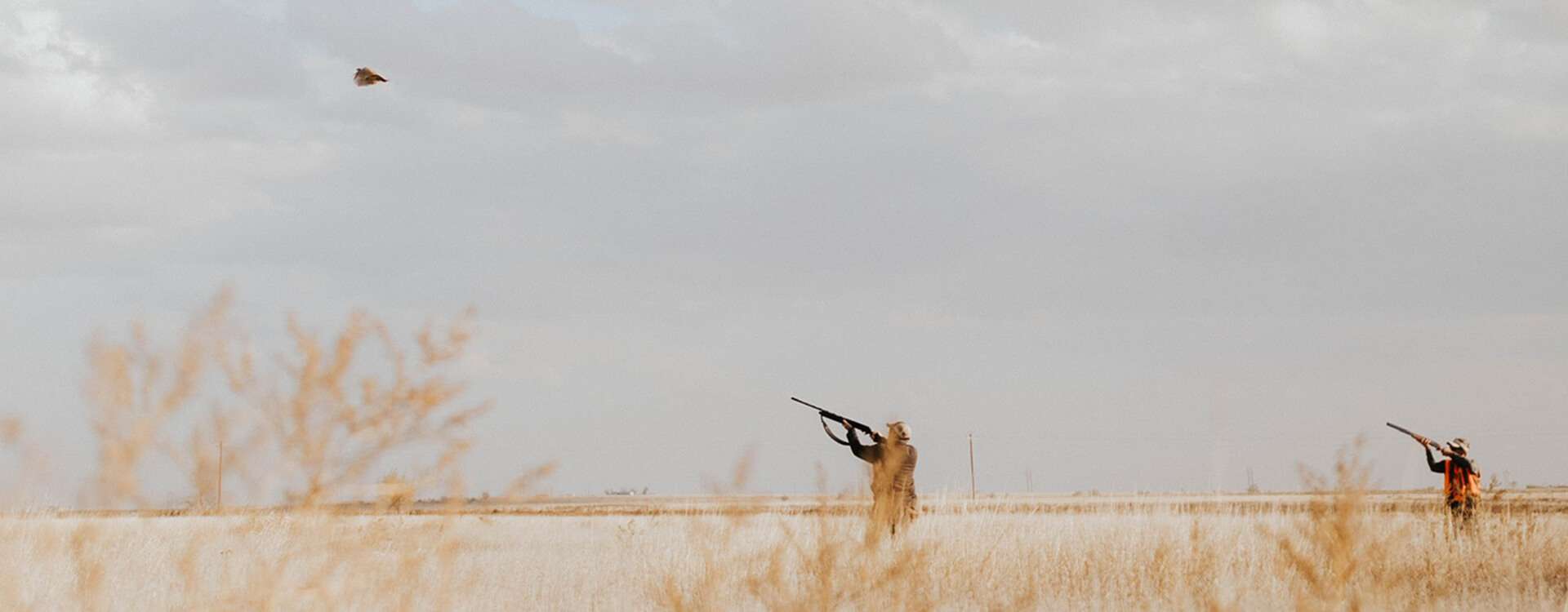 Upland Bird Hunts