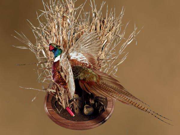 pheasant%20mount.jpg