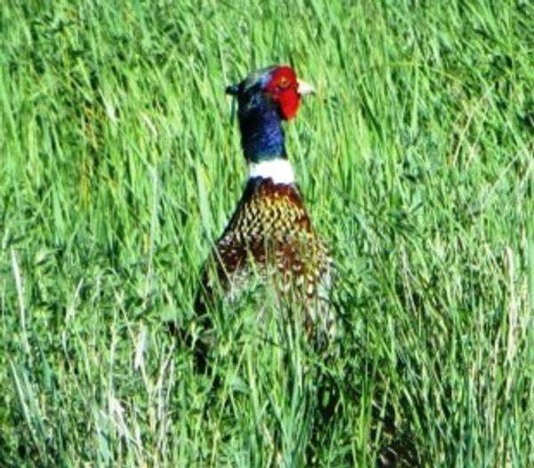 pheasant1.jpg