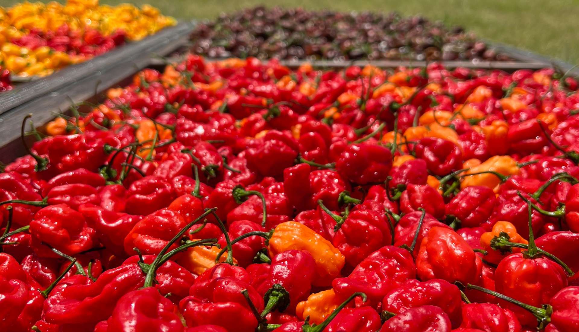 Hill Country Hot Peppers