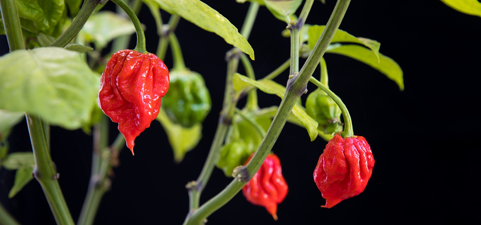 Hill Country Hot Peppers Downloads