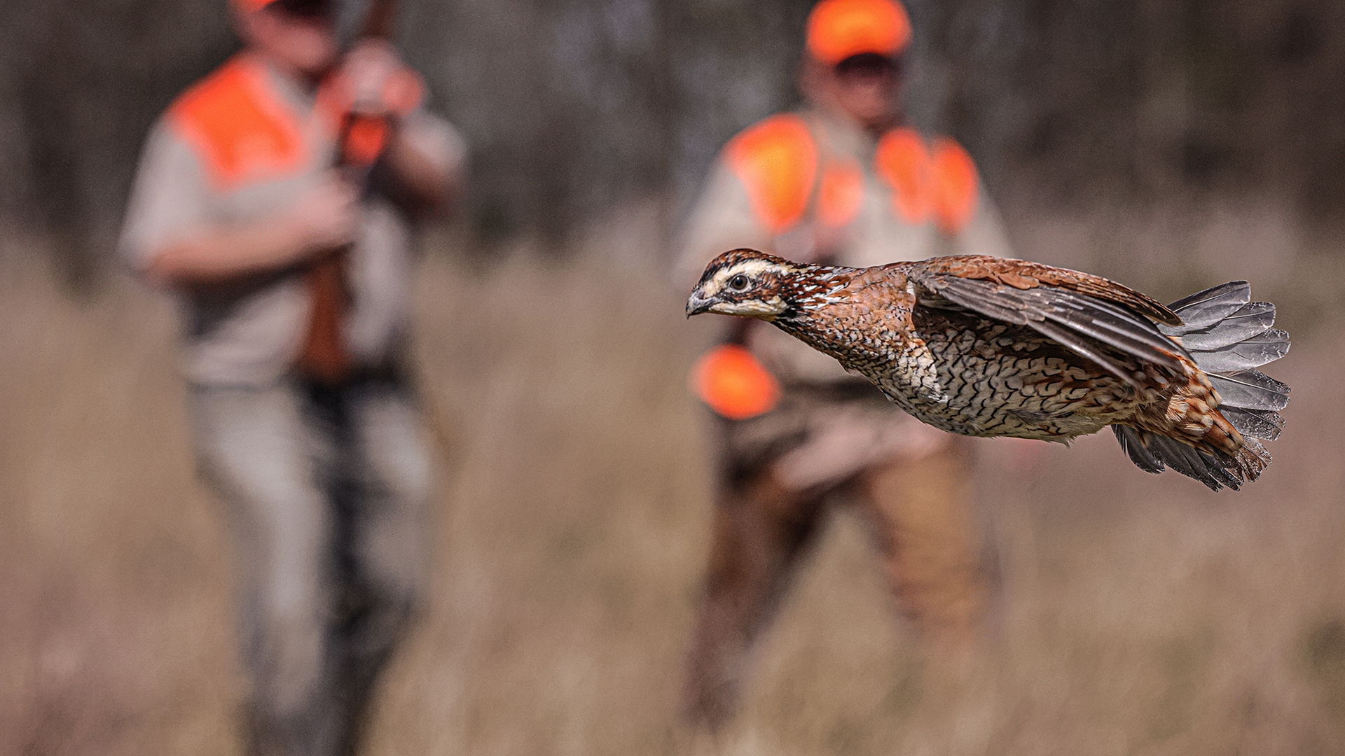 Upland Bird Hunting