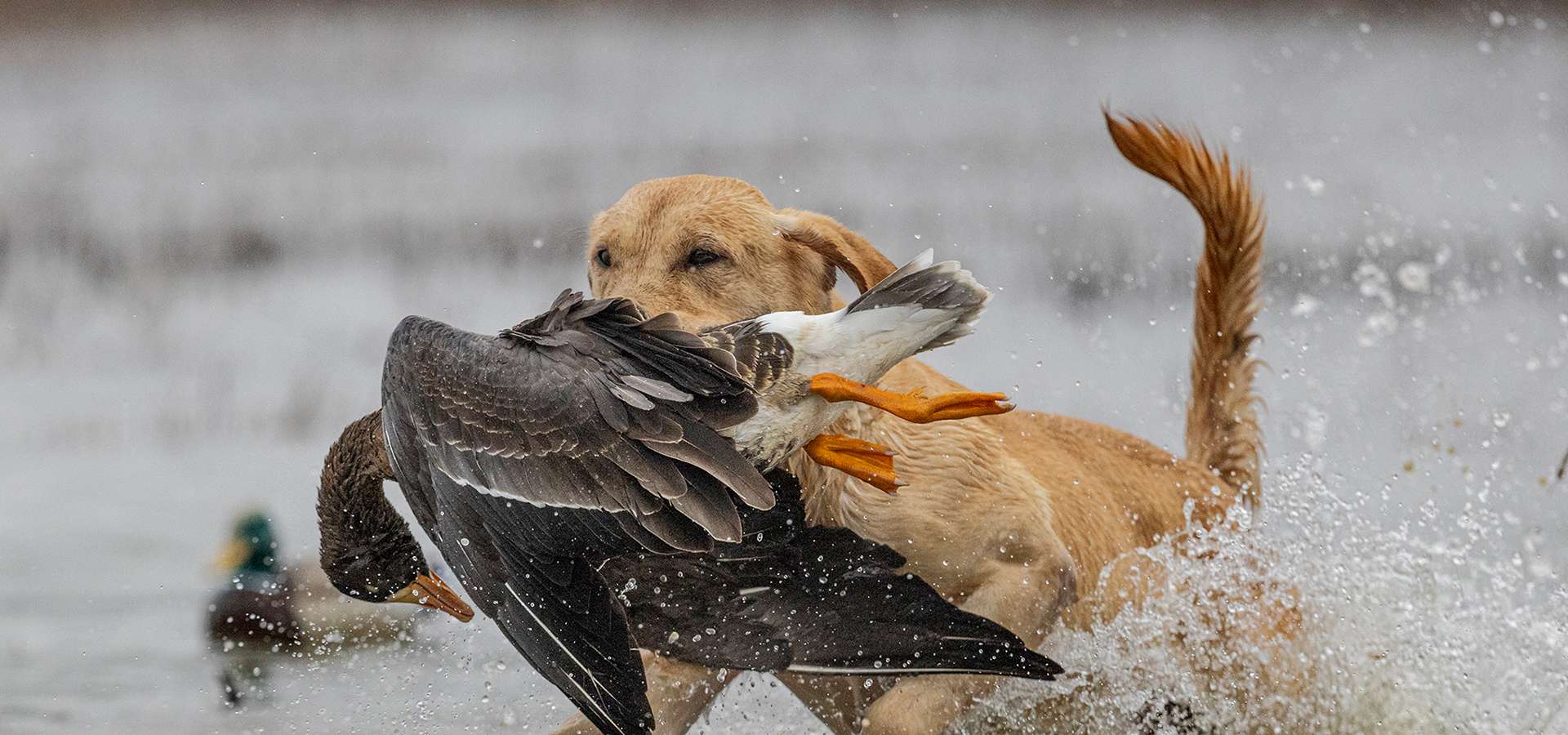 The Hunting Dogs at Honey Brake