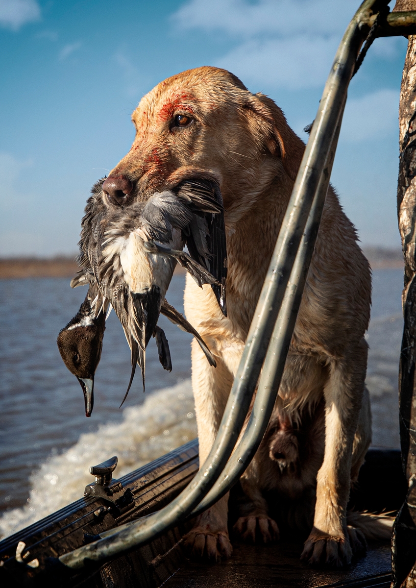 Hunt With The Best Field Companions