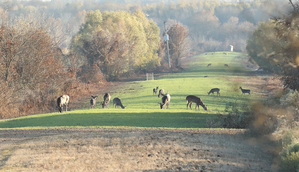 Louisiana Whitetail Habitat