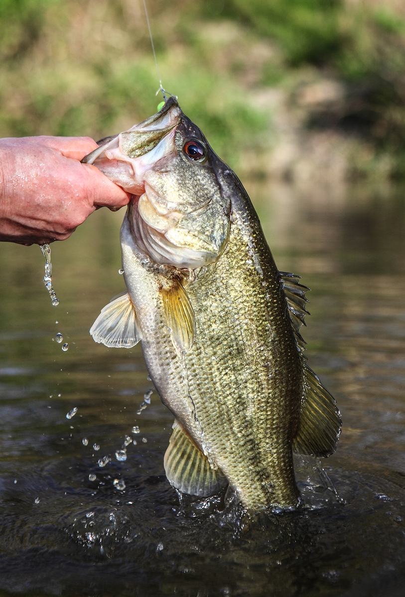 Largemouth Bass