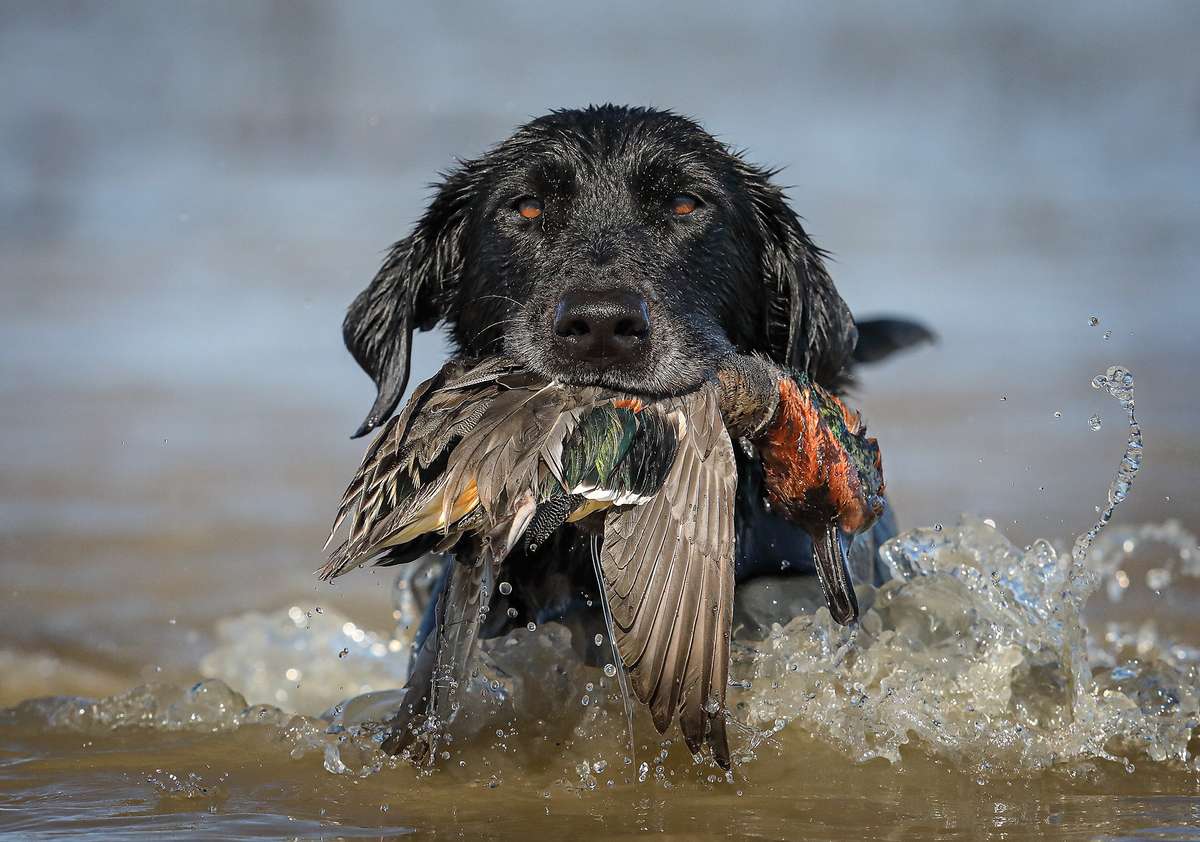 Top Gun Dogs