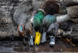 Waterfowl Hunts