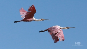 birding-lodge-conservation.jpg