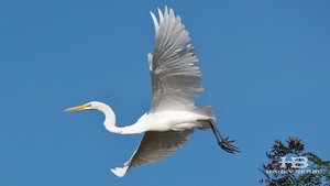 birding-louisiana.jpg
