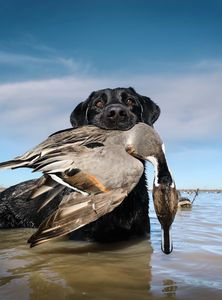 black%20dog%20pintail%20copy.jpg