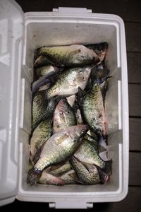 cooler%20crappie.jpg