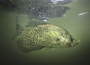 crappie%20copy.jpg