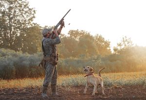 Dove Hunts