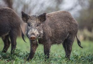 pig%20texas%20hog.jpg