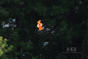 shooting-sports-helice.jpg
