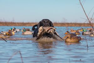 The Hunting Dogs