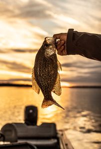 sunset%20crappie%20copy.jpg