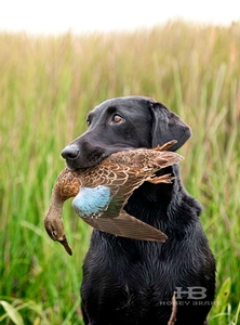 teal-season-south-louisiana.jpg