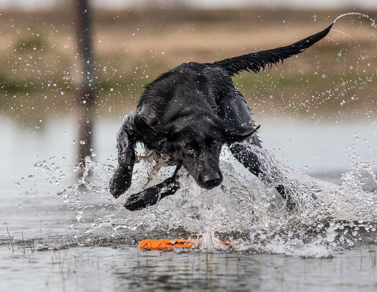 Top Dogs Bred and Trained By Experts