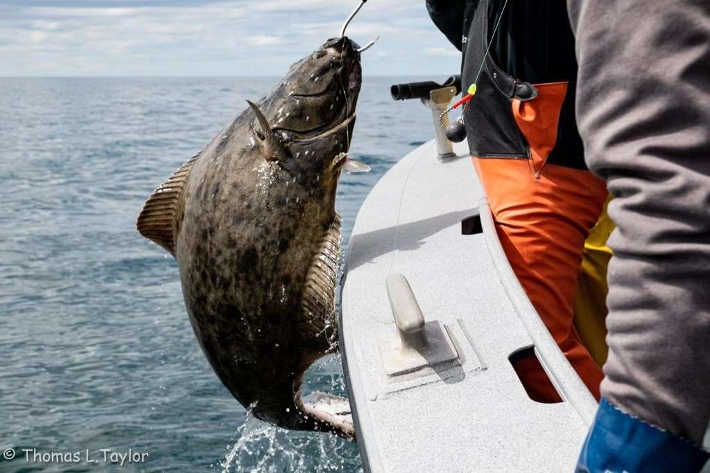 Halibut