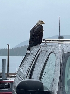 Eagle%20on%20Truck.jpg