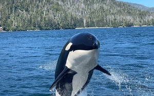 Orca%201.jpg