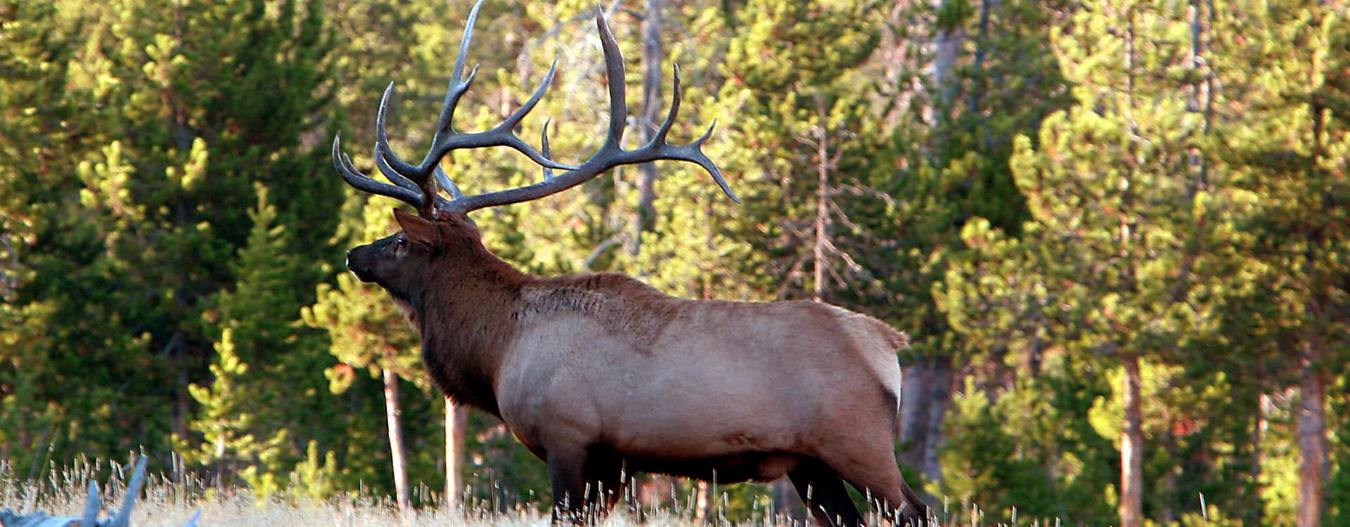 Elk Hunting