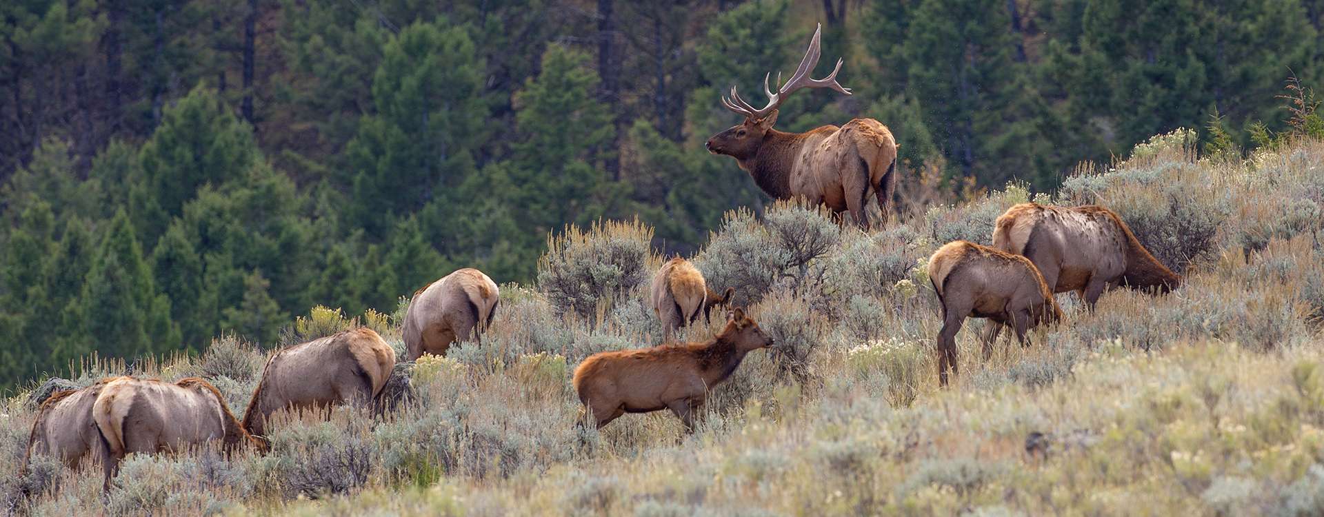 Colorado Hunting